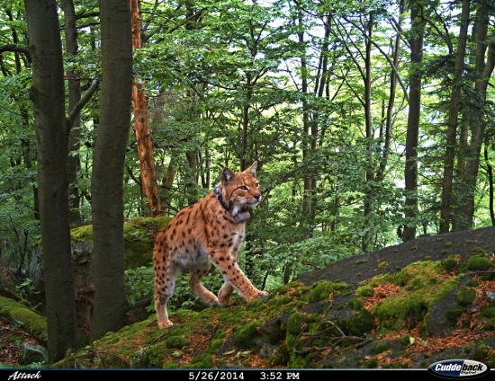 Rysák na obchůzce teritoria