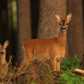 S diamantovým pohledem