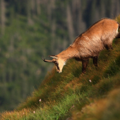 Na nakloněné rovině