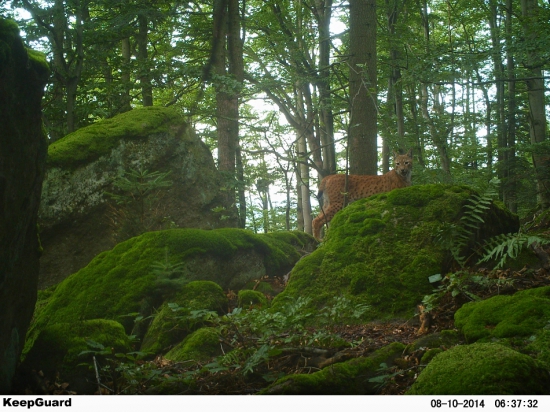 V mechovém království