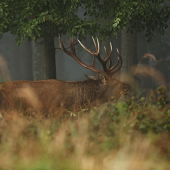 Průchod dvanácteráka
