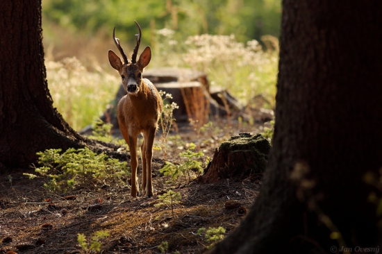 Příchod do lesa