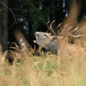Král vysoké trávy