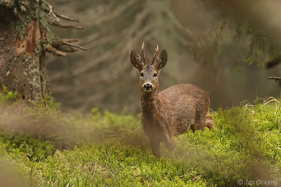 Srnec z jesenických hor
