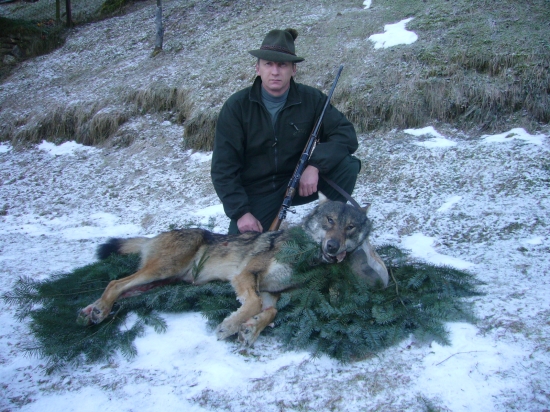 Ulovený vlk PZ Gindura.