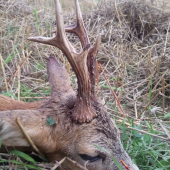 Letošní čtvrtý srnec:)