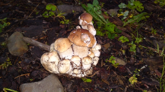 Lahôtka pre hubárov