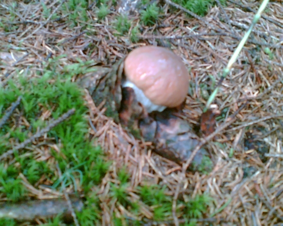 Využijem čo sa dá...