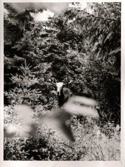 Los - odfotený Flexaretom VI.