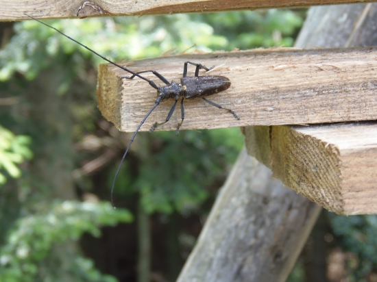 Vrzunik smrekový ( Monochamus sutor )