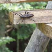 Vrzunik smrekový ( Monochamus sutor )