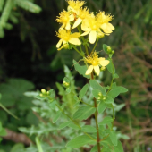Ľubovník bodkovaný (Hypericum perforatum )