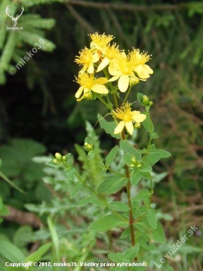 Ľubovník bodkovaný (Hypericum perforatum )