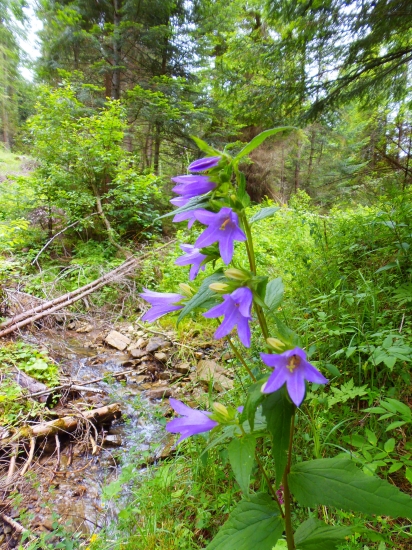 Zvonček repkovitý (Campanula rapunculoides)