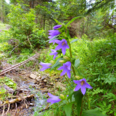 Zvonček repkovitý (Campanula rapunculoides)