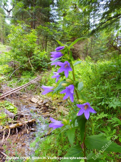 Zvonček repkovitý (Campanula rapunculoides)