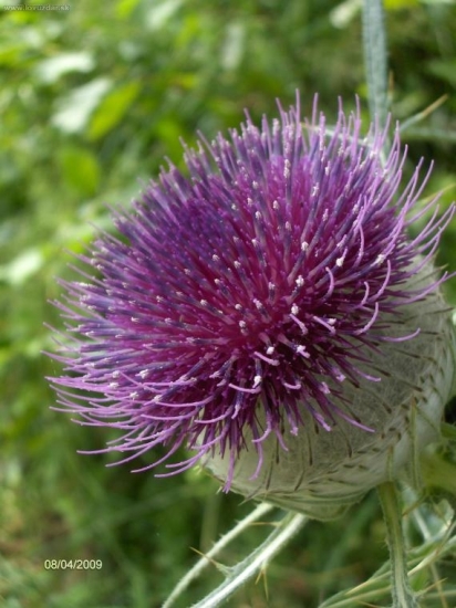 Pichliač belohlavý