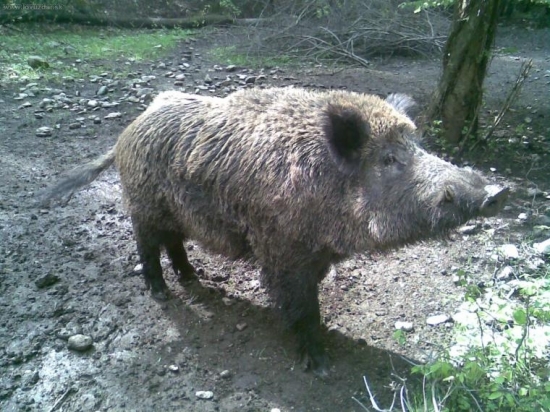 diviačik