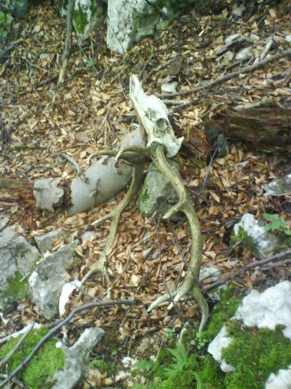 Trochu starší úhyn -  ale poteší