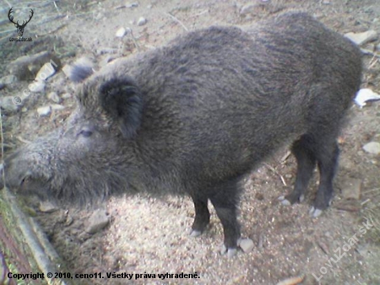 divočak