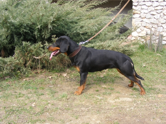 Ajka z Hrachovského vŕšku