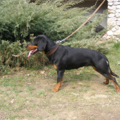 Ajka z Hrachovského vŕšku