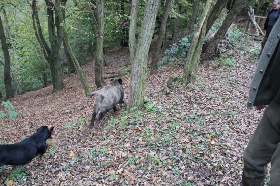 Výber na Putovný pohár Slovenského kopova