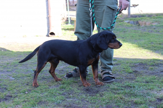 Bando z Hrachovského vŕšku