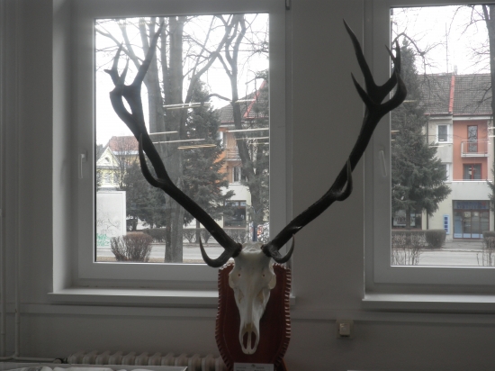 Chovatelská prehliadka