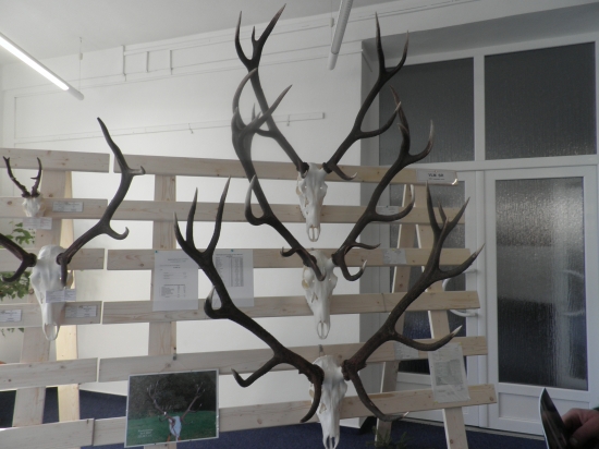 časť trofejí VLM SR