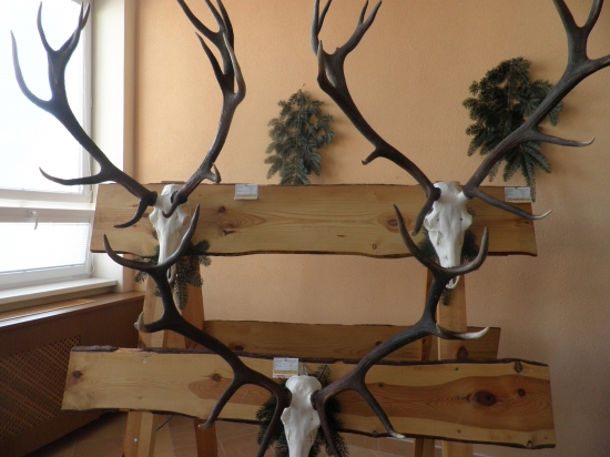 Jelene z VLM SR Javorina