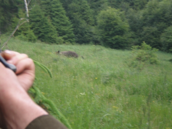 lanštiak vo vysokej tráve