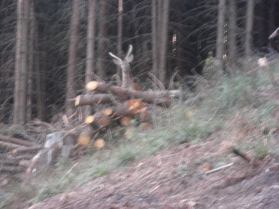 špicer