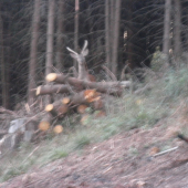 špicer
