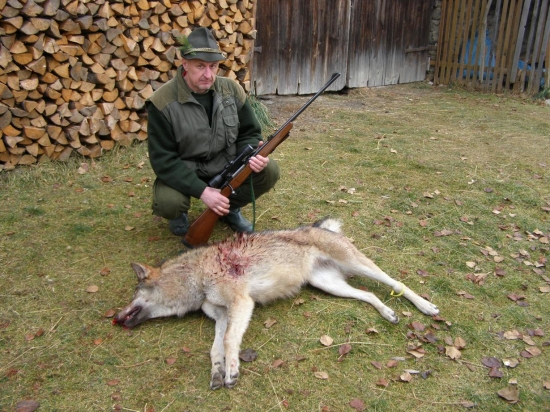 otcov druhý vlk po 21 rokoch