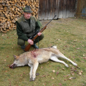 otcov druhý vlk po 21 rokoch