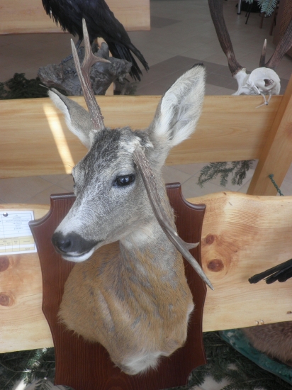 rariťák z prehliadky