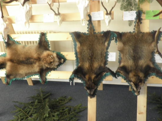 psiky medvedikovité