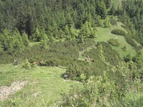 roztratení v kosodrevine