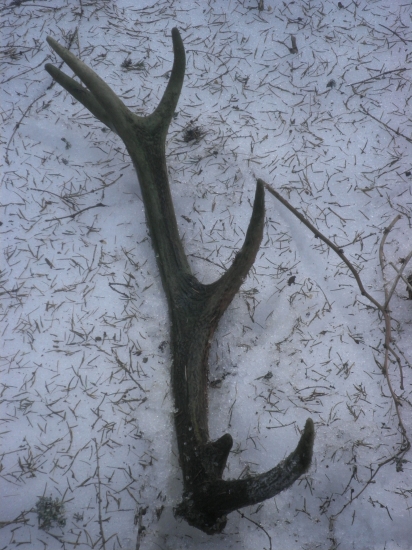 môj prvý najdeny..ešte z jari