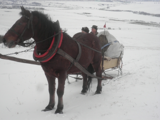 po týždni opäť prikrmujeme