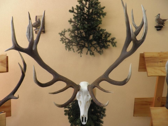 Zlatý z Javoriny-Kolačkov 218 CIC