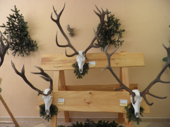 Chovateľská prehliadka Javorina