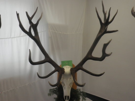 Zlatý úhyn 215 CIC