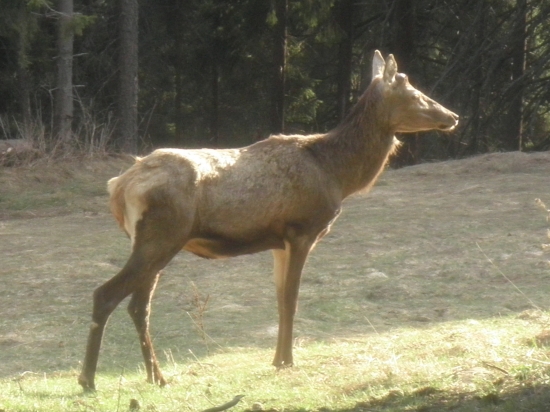 zahľadený