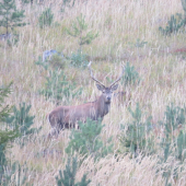 desaťtorák zpod Ihly