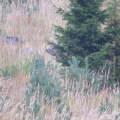 ukrytý za stromom si vytrubuje