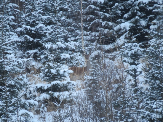 V zasneženom lese...