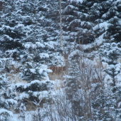 V zasneženom lese...