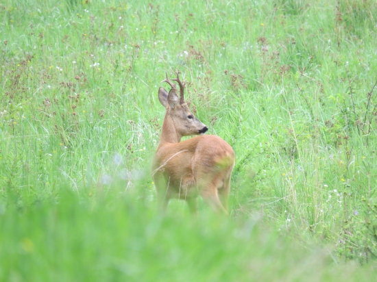 Včerajší roháčik